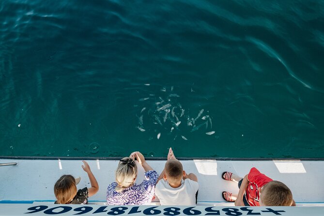 Dolphin Safari in Fažana - The Brijuni channel and the first 30 minutes