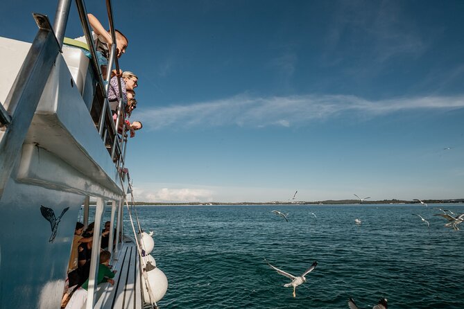 Dolphin Safari in Fažana - What is included, and what is not