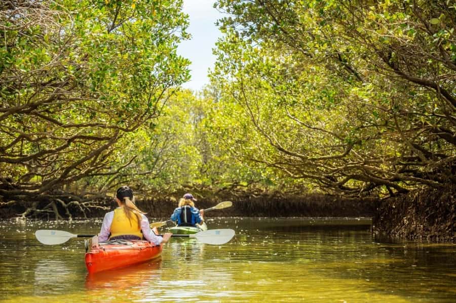 Dolphin Sanctuary and Ships Graveyard Kayak Tour - Key points to know before you go