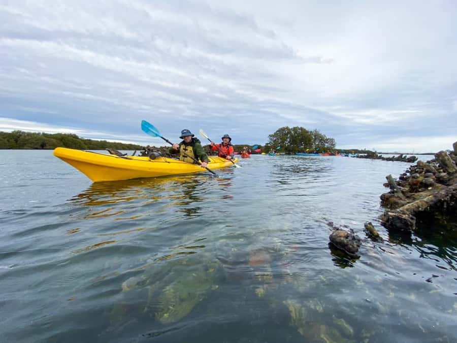 Dolphin Sanctuary and Ships Graveyard Kayak Tour - Should you book the Dolphin Sanctuary and Ships Graveyard Kayak Tour?