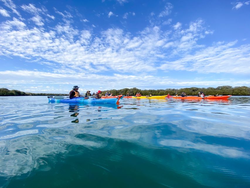 Dolphin Sanctuary and Ships Graveyard Kayak Tour - The Port River dolphin search