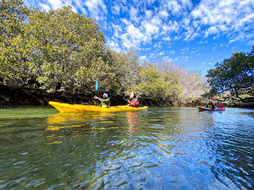 Dolphin Sanctuary and Ships Graveyard Kayak Tour - Exploring the Ships Graveyard Maritime Heritage Trail