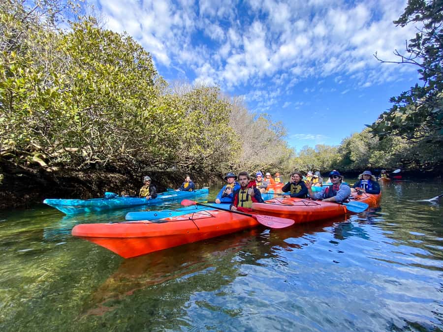 Dolphin Sanctuary and Ships Graveyard Kayak Tour - A relaxed three hours, with a few physical demands