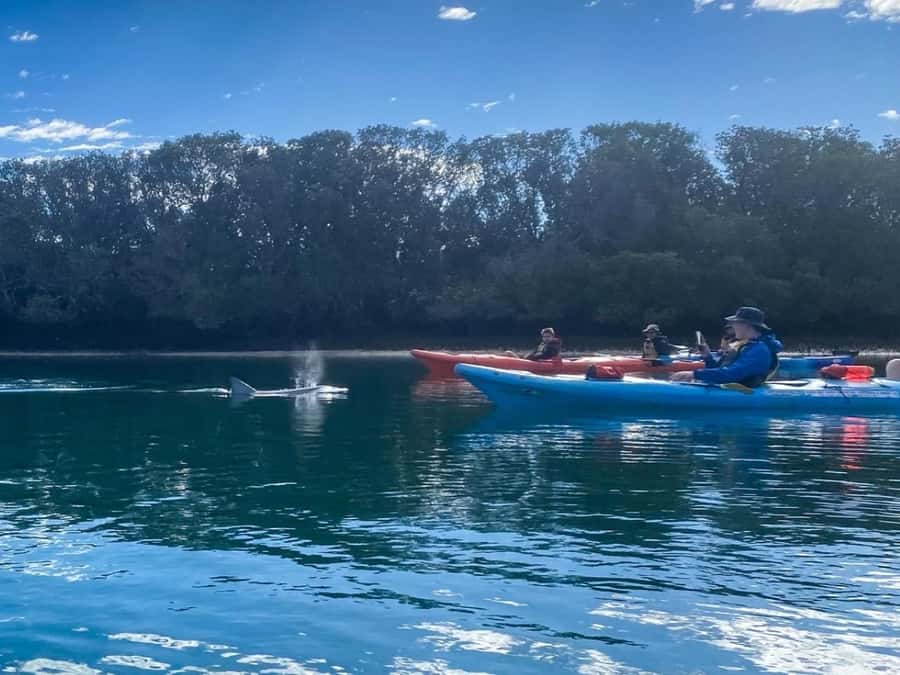 Dolphin Sanctuary and Ships Graveyard Kayak Tour - Who should book this Adelaide kayak tour?