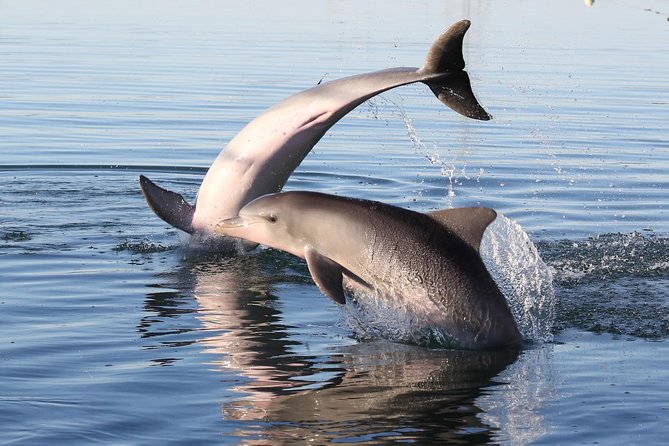 Dolphin Sanctuary Kayak Tour Adelaide - Shipwrecks, photos, and changing conditions