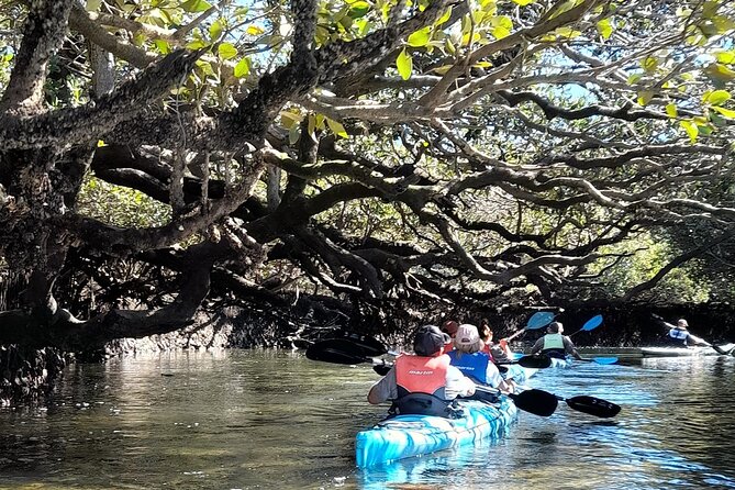 Dolphin Sanctuary Kayak Tour Adelaide - How the guides shape the day