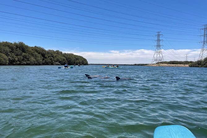 Dolphin Sanctuary Kayak Tour Adelaide - Timing, group size, and what can change