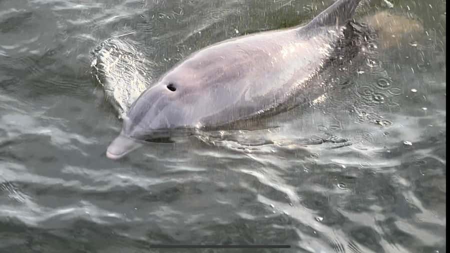 Dolphin & Scenic Bay Sightseeing Cruise Up to 49, Pensacola - Boarding behind Shaggy’s restaurant