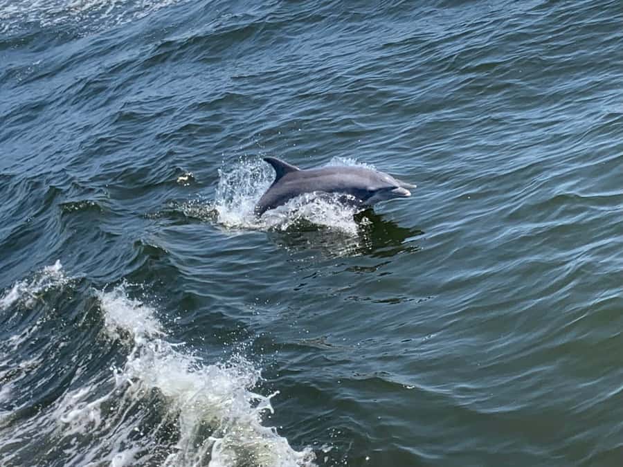 Dolphin & Scenic Bay Sightseeing Cruise Up to 49, Pensacola - What the $50 price gets you