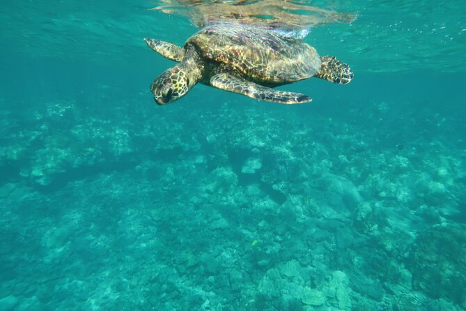 Dolphin, Sea Cave, Captain Cook, Kealakekua Bay Reef Snorkeling - The value of a $89 small-group outing