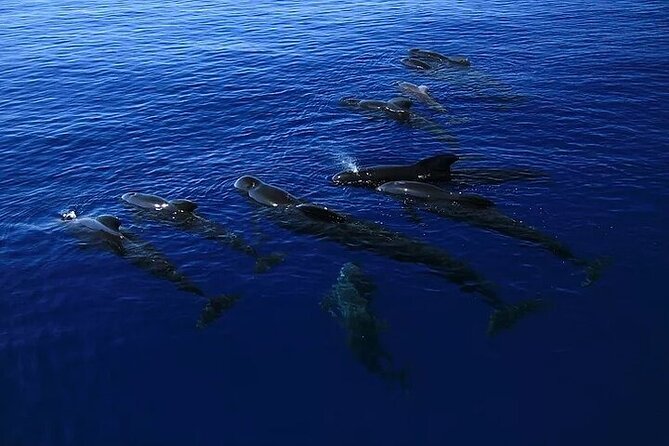 Dolphin, Sea Cave & Captain Cook Snorkel Combo in Kealakekua Bay - Safety, comfort, and what to bring