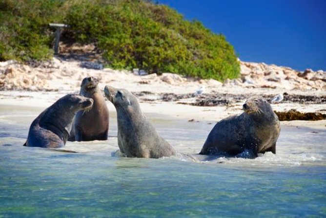 Dolphin, Sea Lion and Penguin Island Cruise - Shoalwater Islands Marine Park: where the cruise earns its price