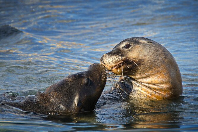 Dolphin, Sea Lion and Penguin Island Cruise - How much value do you get for $43.03?