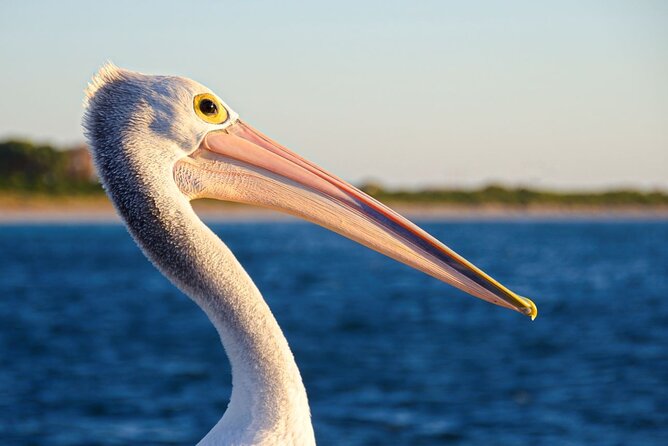 Dolphin, Sea Lion and Penguin Island Cruise - Who will enjoy this cruise most?