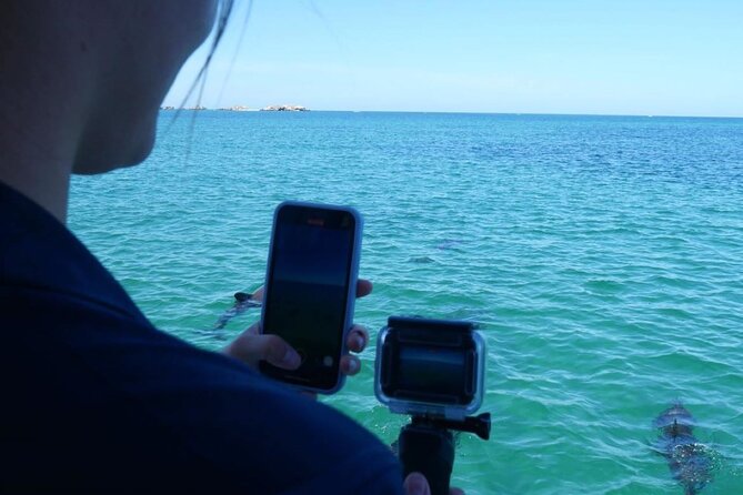 Dolphin, Sea Lion and Penguin Island Cruise - Weather, cancellation, and practical planning