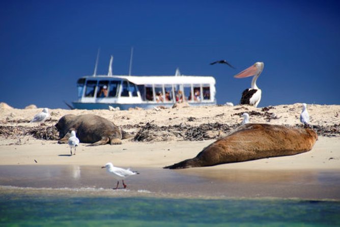 Dolphin, Sea Lion and Penguin Island Cruise - Penguin Island and the changing access problem