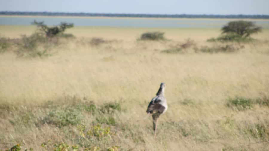 Dolphin & Seal cruise Sandwich harbour dune tour - Why this Walvis Bay day works so well
