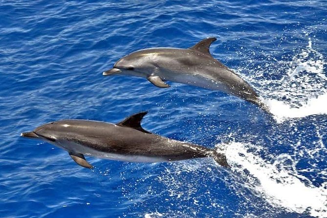 Dolphin Searching Tour in Puerto de Mogán ("KEEPER UNO" Boat) - Quick facts about the Keeper Uno tour
