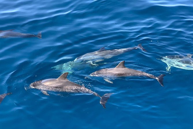 Dolphin Searching Tour in Puerto de Mogán ("KEEPER UNO" Boat) - Lunch, cold drinks, and the swimming stop