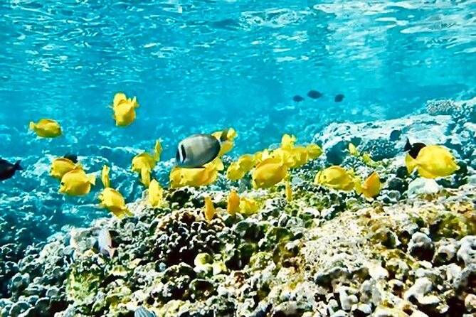 Dolphin & Seasonal Whale Watching, Turtle Snorkeling - Key points to know before booking