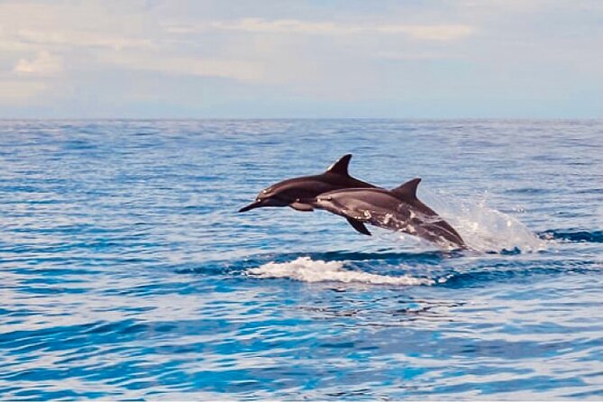 Dolphin & Seasonal Whale Watching, Turtle Snorkeling - Reaching Waiʻanae from Waikiki or Ko Olina
