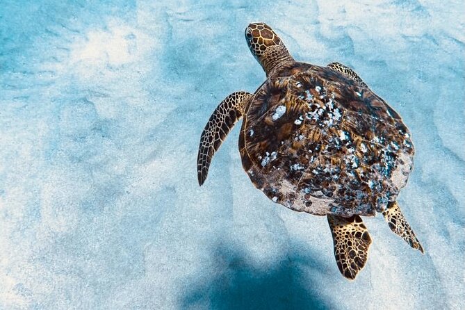 Dolphin & Seasonal Whale Watching, Turtle Snorkeling - Snorkeling near turtles, fish, and reef life