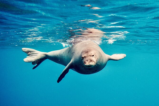 Dolphin & Seasonal Whale Watching, Turtle Snorkeling - Comfort, seasickness, and family suitability