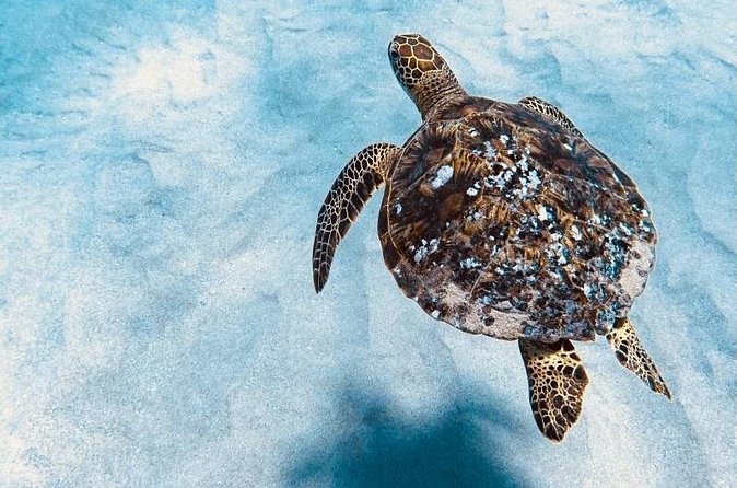 Dolphin & Seasonal Whale Watching, Turtle Snorkeling - Timing, cancellation, and important conditions
