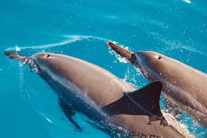 Dolphin & Seasonal Whale Watching, Turtle Snorkeling - Searching for spinner dolphins off Oahu’s west coast
