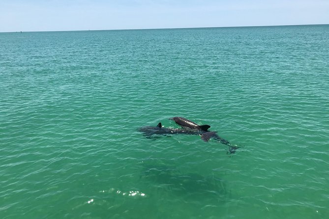 Dolphin Shelling Snorkeling Cruise in Tampa - From Madeira Beach to Shell Key Preserve