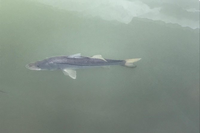 Dolphin Shelling Snorkeling Cruise in Tampa - The dolphin watching is often the highlight