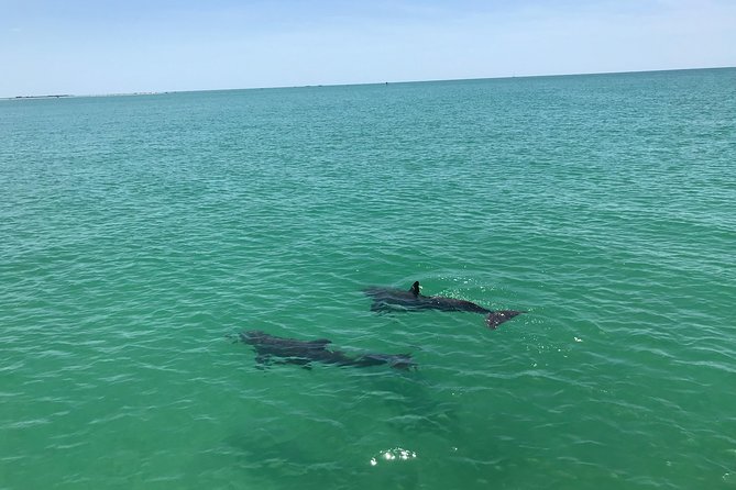 Dolphin Shelling Snorkeling Cruise in Tampa - Guides make a real difference