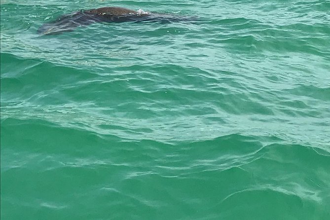 Dolphin Shelling Snorkeling Cruise in Tampa - Cost, group size, and overall value