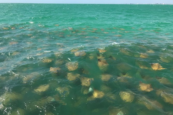 Dolphin Shelling Snorkeling Cruise in Tampa - Weather, cancellations, and smart planning