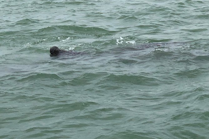 Dolphin Shelling Snorkeling Cruise in Tampa - Shell Key Preserve: shells, sand dollars, and small creatures