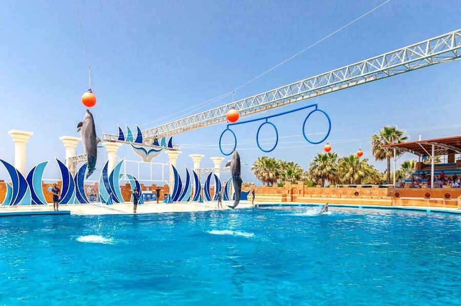 Dolphin Show Free Transfer From Alanya, Side, Kemer,Antalya - Who will enjoy this dolphin show most?