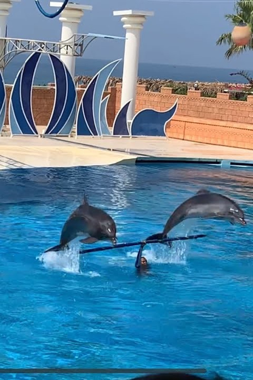 Dolphin Show Free Transfer From Alanya, Side, Kemer,Antalya - What the three-hour outing really includes