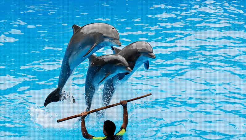 Dolphin Show Free Transfer From Alanya, Side, Kemer,Antalya - Arriving at the dolphin park