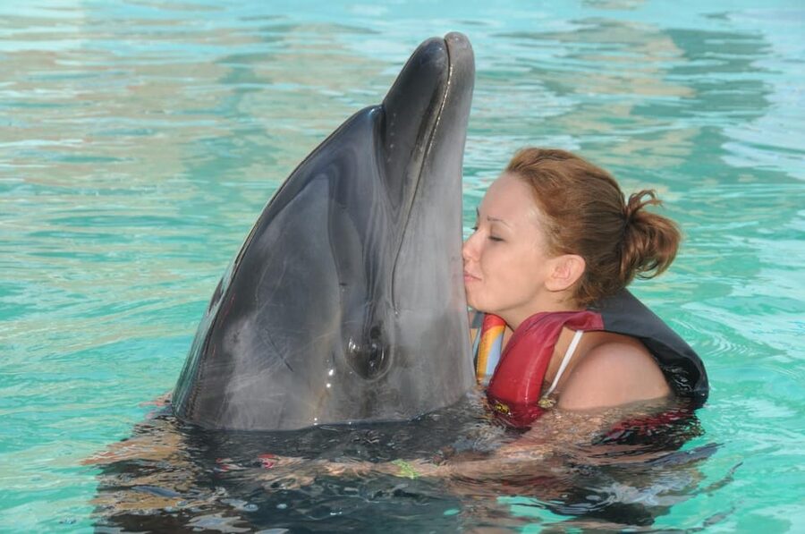 Dolphin Show Free Transfer From Alanya, Side, Kemer,Antalya - Sea lions start with the lighter act