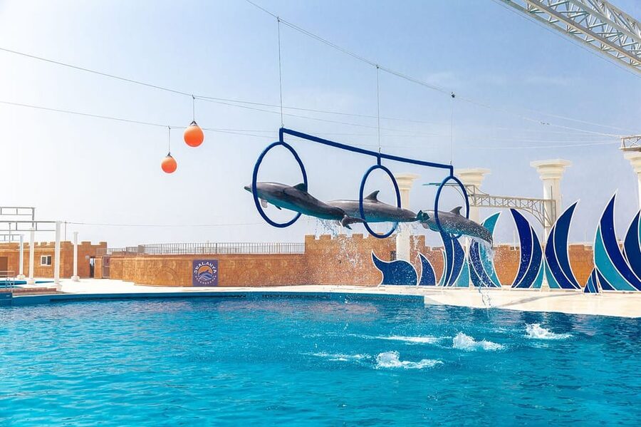 Dolphin Show Free Transfer From Alanya, Side, Kemer,Antalya - Photos, videos, and the extra-cost sales pitch