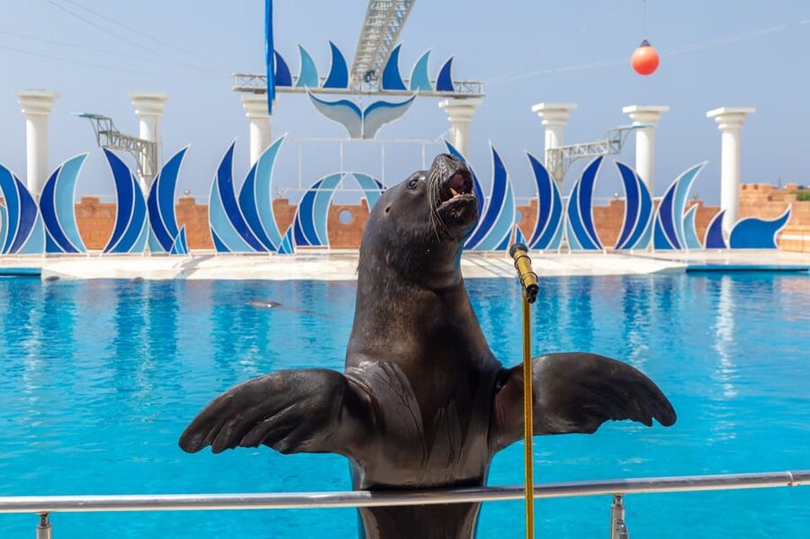 Dolphin Show Free Transfer From Alanya, Side, Kemer,Antalya - Is the $64 price good value?