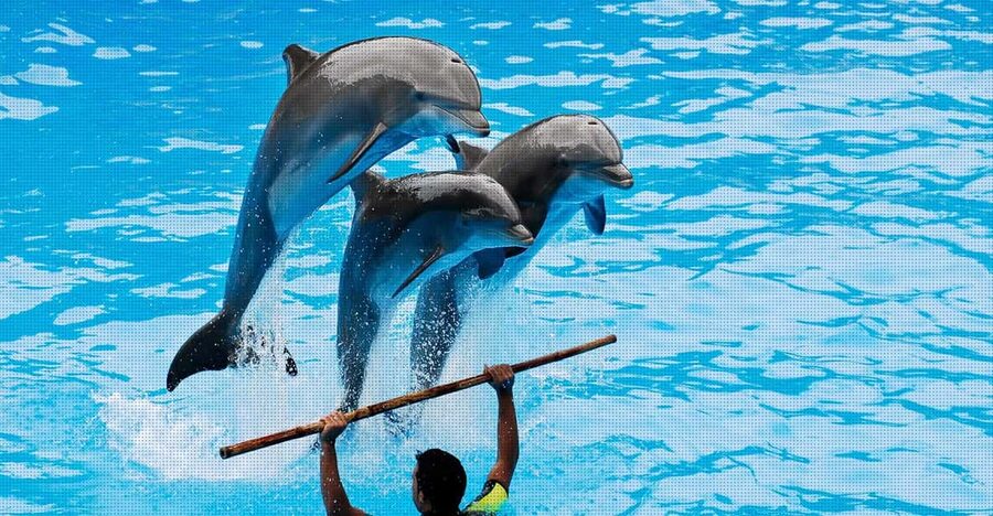 Dolphin Show Free Transfer From Alanya, Side, Kemer,Antalya - Getting to the park from Antalya, Side, Kemer, and Alanya