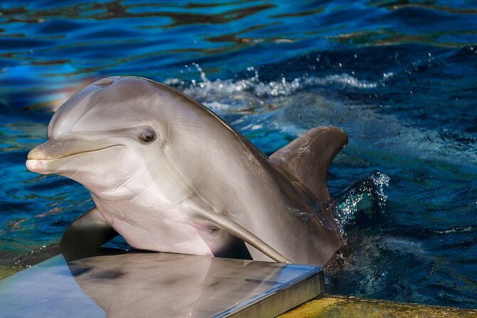 Dolphin Show & Photoshoot Package with Transfer from Hurghada - What the one-hour Hurghada experience includes