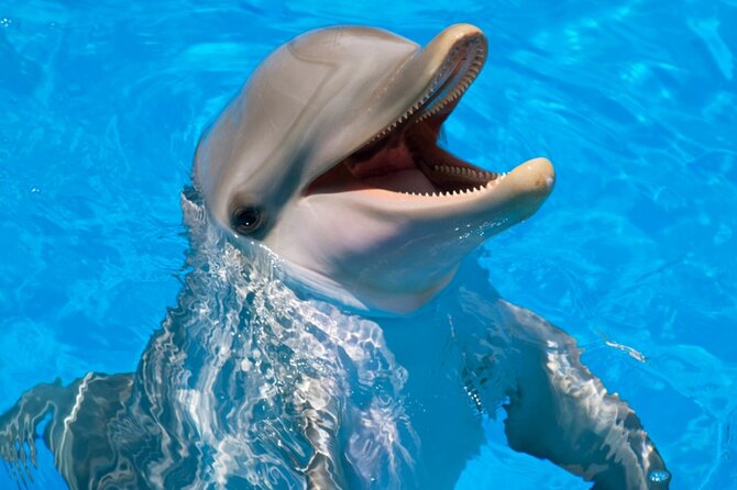 Dolphin Show & Photoshoot Package with Transfer from Hurghada - Who should book this dolphin encounter