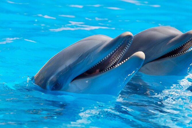 Dolphin Show & Photoshoot Package with Transfer from Hurghada - Booking details, cancellation, and timing