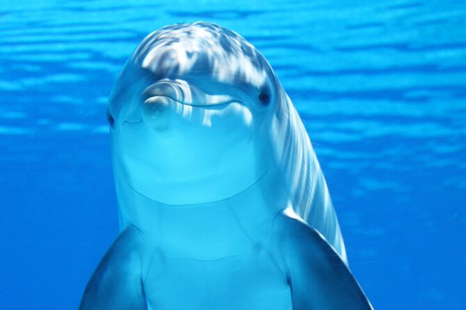 Dolphin Show & Photoshoot Package with Transfer from Hurghada - The photoshoot: the real reason to choose this package