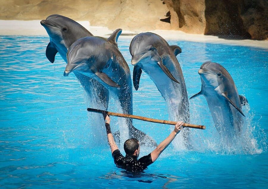 Dolphin Show Tour with Transfer from Alanya & Side - Who will enjoy this most