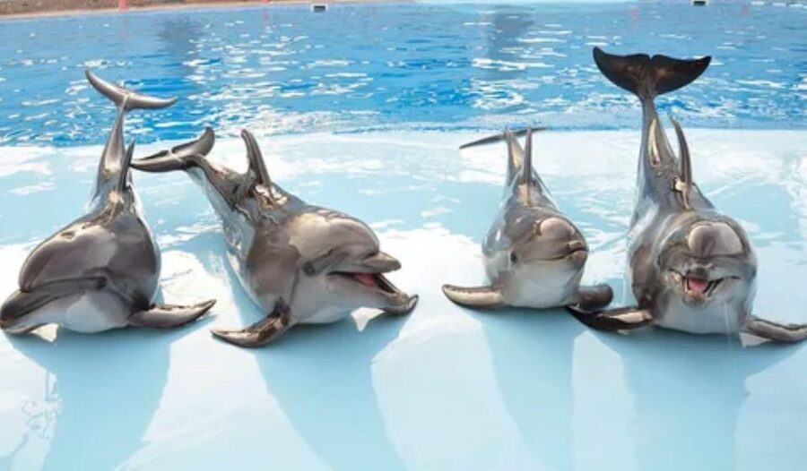 Dolphin Show Tour with Transfer from Alanya & Side - The drive to the dolphin venue