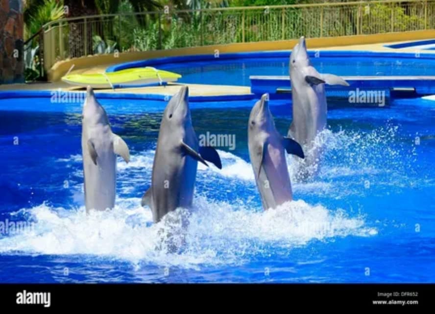Dolphin Show Tour with Transfer from Alanya & Side - What the dolphin performance offers