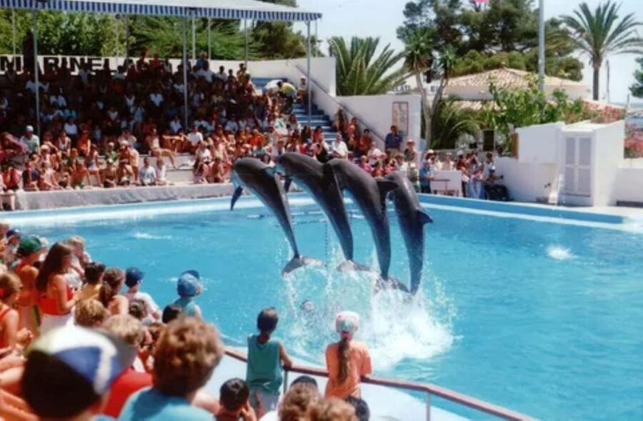 Dolphin Show Tour with Transfer from Alanya & Side - Hotel pickup and meeting Mesut
